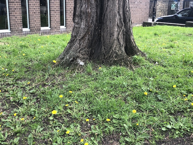 John Vane: Hackney dandelions