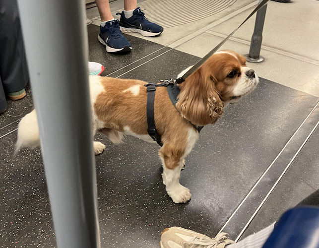 Julie Hamill: King Charles on the Jubilee line